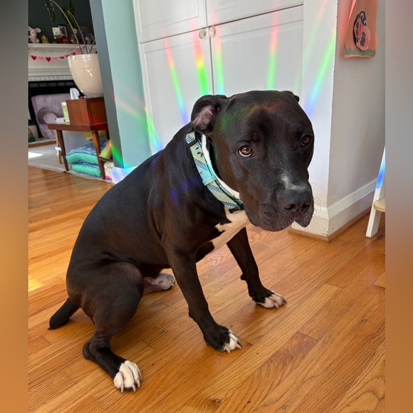 Meet your Posher, Kelly - Picture 3 of 4